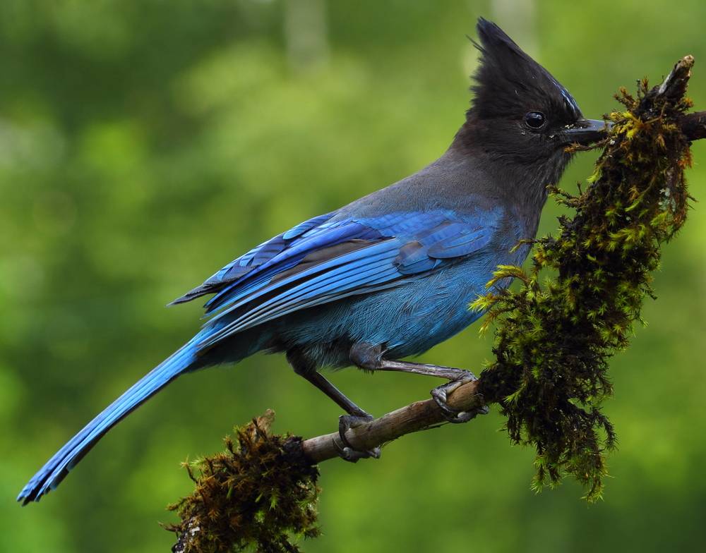 Steller's Jay